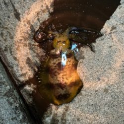 アオリイカリベンジ