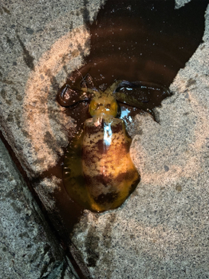 アオリイカリベンジ