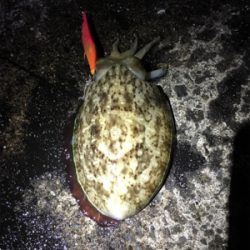 まさかのケンサキイカ