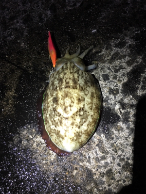 まさかのケンサキイカ