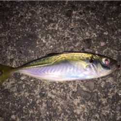 渋くなった太刀魚とアジング