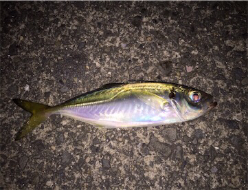渋くなった太刀魚とアジング