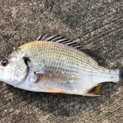 エビ撒き 渋すぎ、、