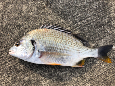 エビ撒き 渋すぎ、、