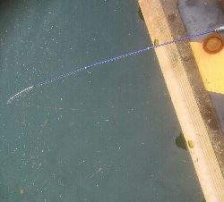 サビキ釣りでアジ!