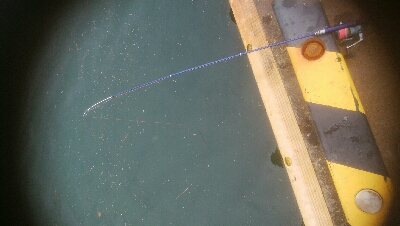 サビキ釣りでアジ!