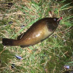 秋アジの餌取りを…