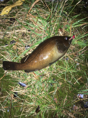 秋アジの餌取りを…