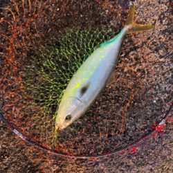 渋いショアジギ