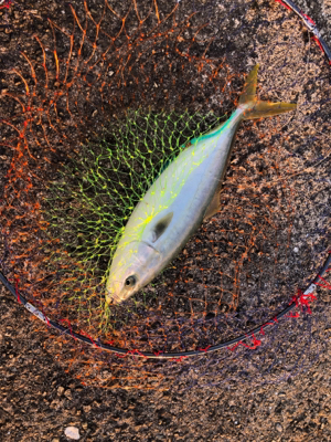 渋いショアジギ