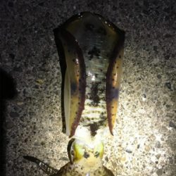 アオリイカ大小