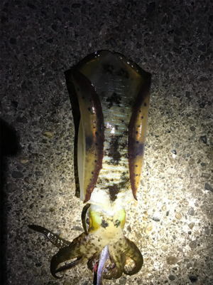 アオリイカ大小