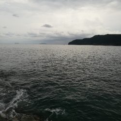 アオリイカ調査