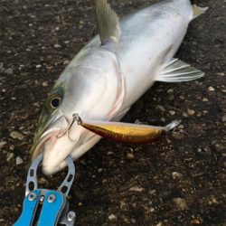 ヘビーミノーアカキンでハマチ！