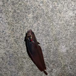 まさかのコブダイ