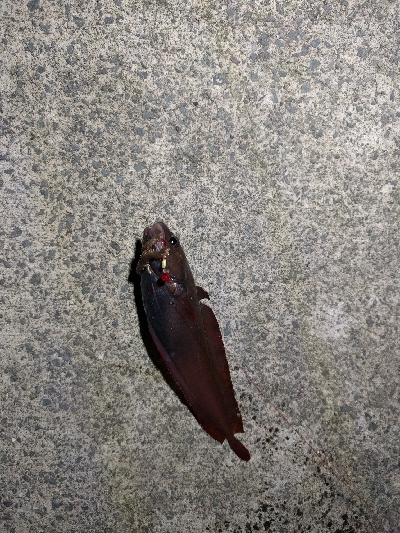 まさかのコブダイ