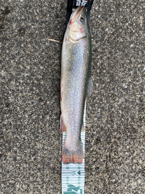 栃木総合運動場プール