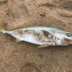 珍しく釣れました