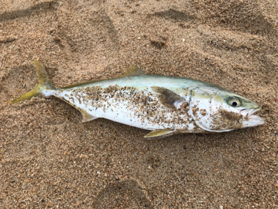 珍しく釣れました