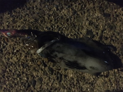 ラストエギング？