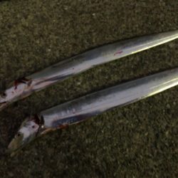 ホーム調査(^^)時合が一瞬だけ（泣）