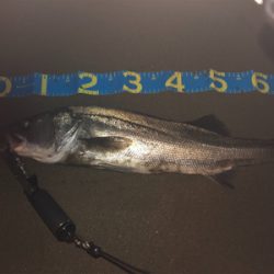 ランカーシーバス