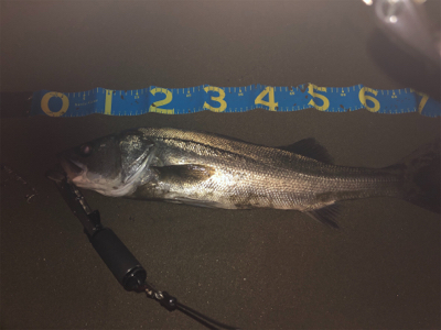 ランカーシーバス