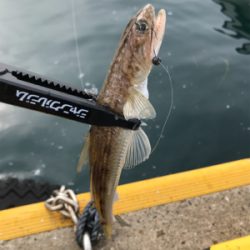 カワハギを求めて①