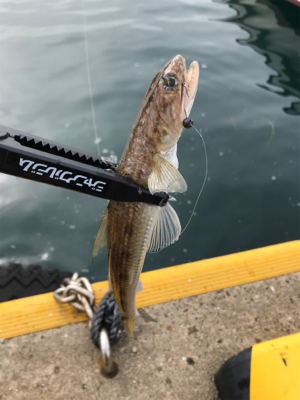 カワハギを求めて①