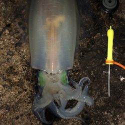 胴20センチ越え