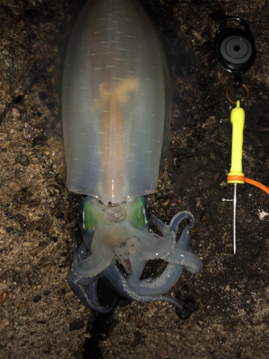 胴20センチ越え