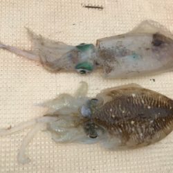 紀北で五目釣り