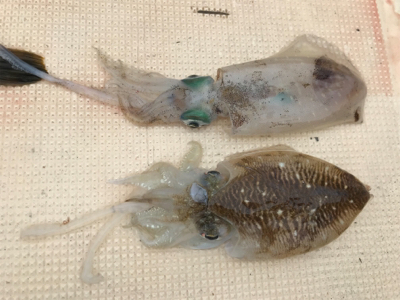 紀北で五目釣り