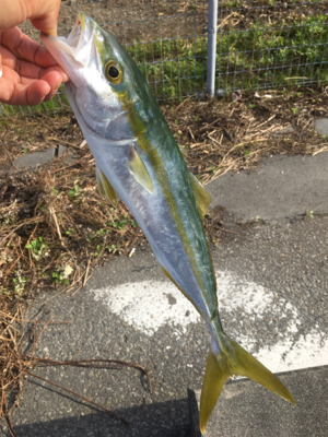 港内でワカシきてます。