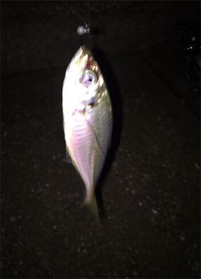 メバル、アジ到来