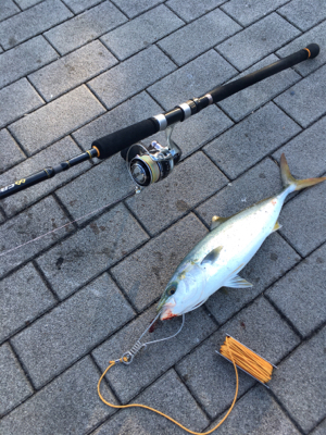 ライトショアジギング