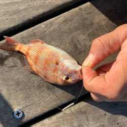 カレイ　アナゴ　チャリコ