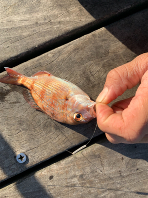 カレイ　アナゴ　チャリコ