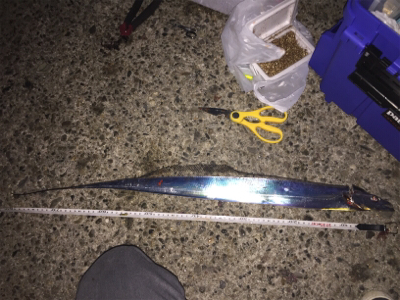 タチウオ釣り！