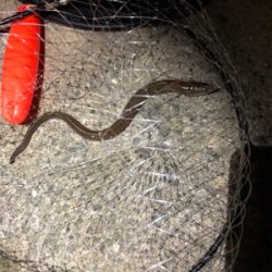 ファミリーフィッシング