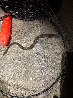 ファミリーフィッシング