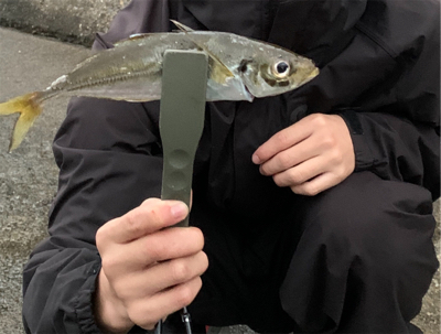 土砂降りの中のアジング