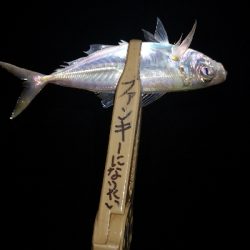 アジング練習 52