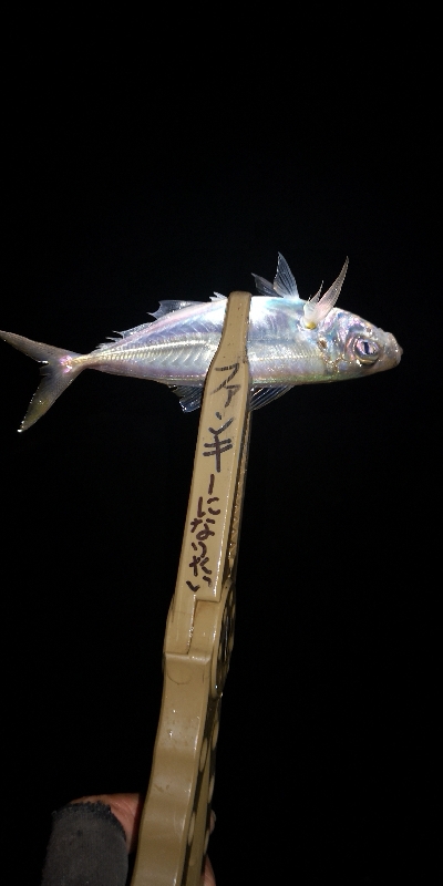 アジング練習 52