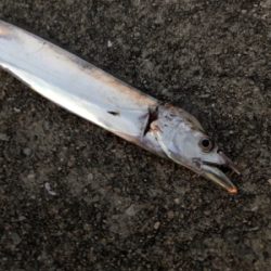 連日のホームタッチー調査