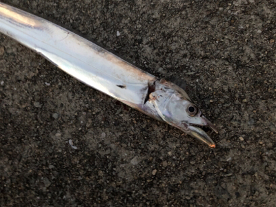 連日のホームタッチー調査