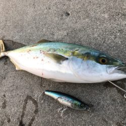 これぞショアプラッキング!!