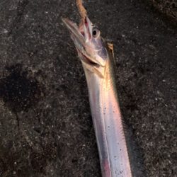 爆風の中ポーアイ釣行