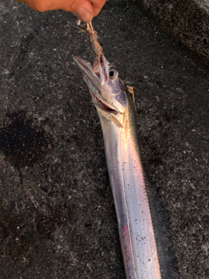 爆風の中ポーアイ釣行