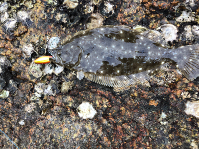 メタルジグでヒラメ